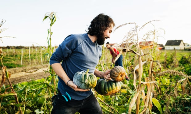 The good life: harvesting pumpkins.