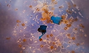 sea salt plastic microplastic contaminated microscope under water contamination microplastics around ocean milk table fragments drinking being collected studies seen
