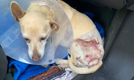 Squeakers, a 10-year-old chihuahua-dachshund mix, got into a scuffle with a bobcat who decided to snuggle up in his bed.