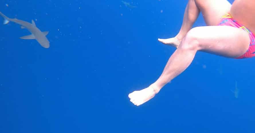 Go pro footage of Lynton and a Galapogas shark coming closer for a look