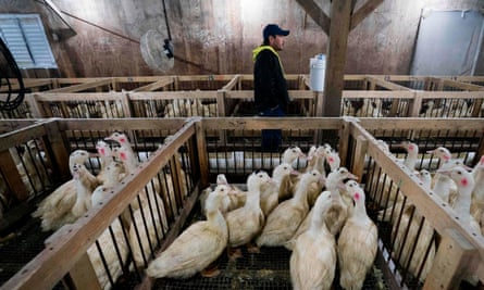 An employee checks on the ducks at Hudson Valley foie gras farm in Ferndale, New York.