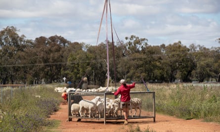 Sheep and lambs in a cage about to be airlifted to safety from Peter Wiggins’ farm
