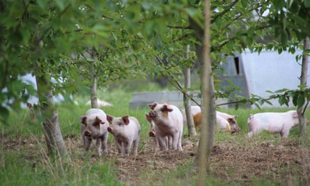 Pigs on a silvopasture farm in Denmark where trees have been grown to provide shade in summer.