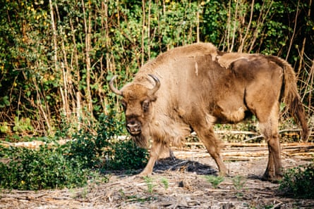 A bison in scrubby woodland