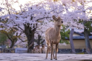 A sika deer under blossom