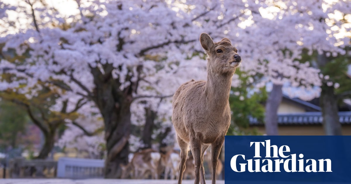 Week in wildlife: A rare chameleon, friendly starlings and hot buffaloes