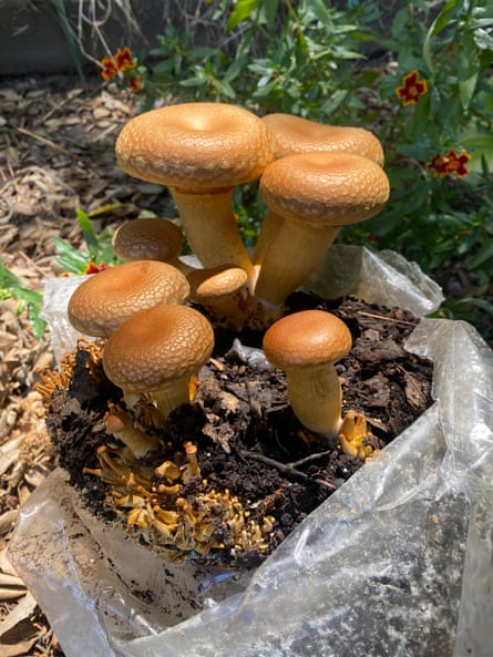 jump gym mushrooms