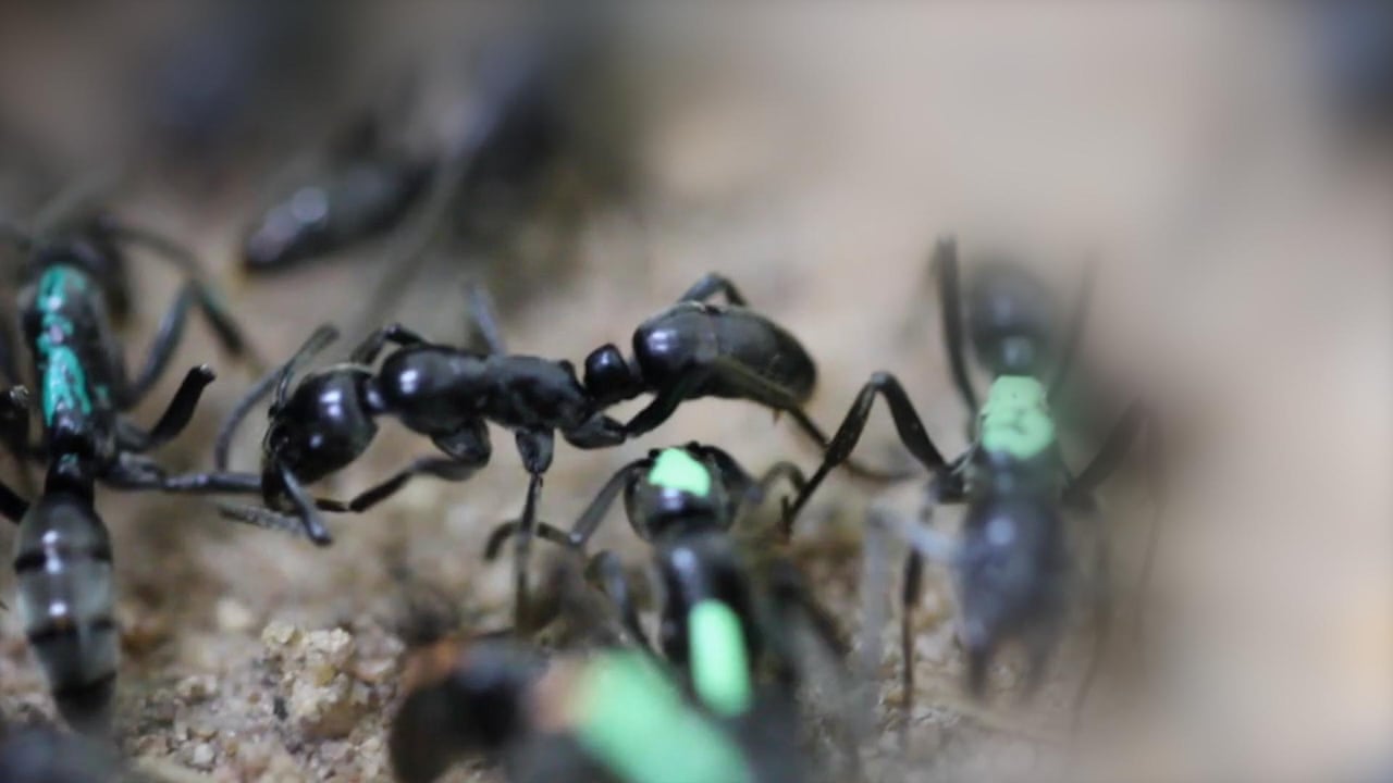 The Guardian - 'Paramedic ants' observed treating injured comrades https://www.theguardian.com/science/2018/feb/14/nursing-in-nature-matabele-ants-observed-treating-injured-comrades