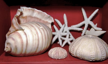 Shells, starfish, anemone cakes and biscuits from Sarah Hardy’s Edible Museum.