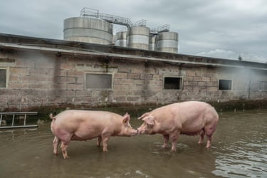 two pigs stand snout to snout in a waterlogged factory yard