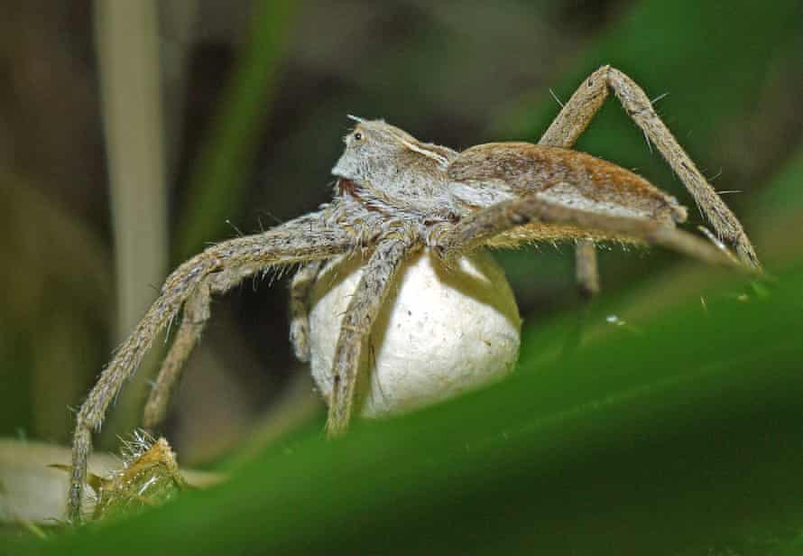 A female nursery web spider carrying her egg cocoon under her body,.