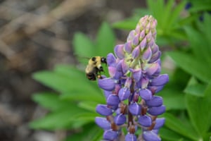 Bees and other pollinators are vital to food production but are in decline
