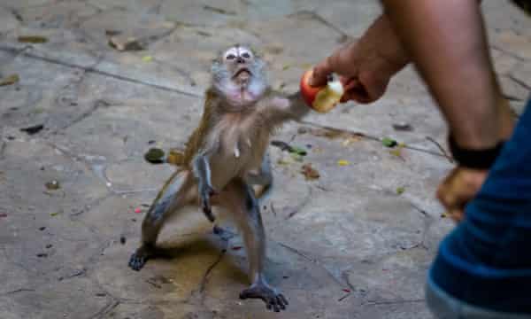 Greedy killer monkeys found eating large rats in Malaysia, leaving scientists 'stunned