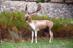 The week in wildlife – in pictures 16 A fallow deer roams freely in the 1,000 acre of Knole Park in Kent, UK, on a blustery autumnal day