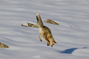 Uma raposa salta na neve enquanto caça em uma área rural coberta de neve no distrito de Karliova, em Bingol, Turquia