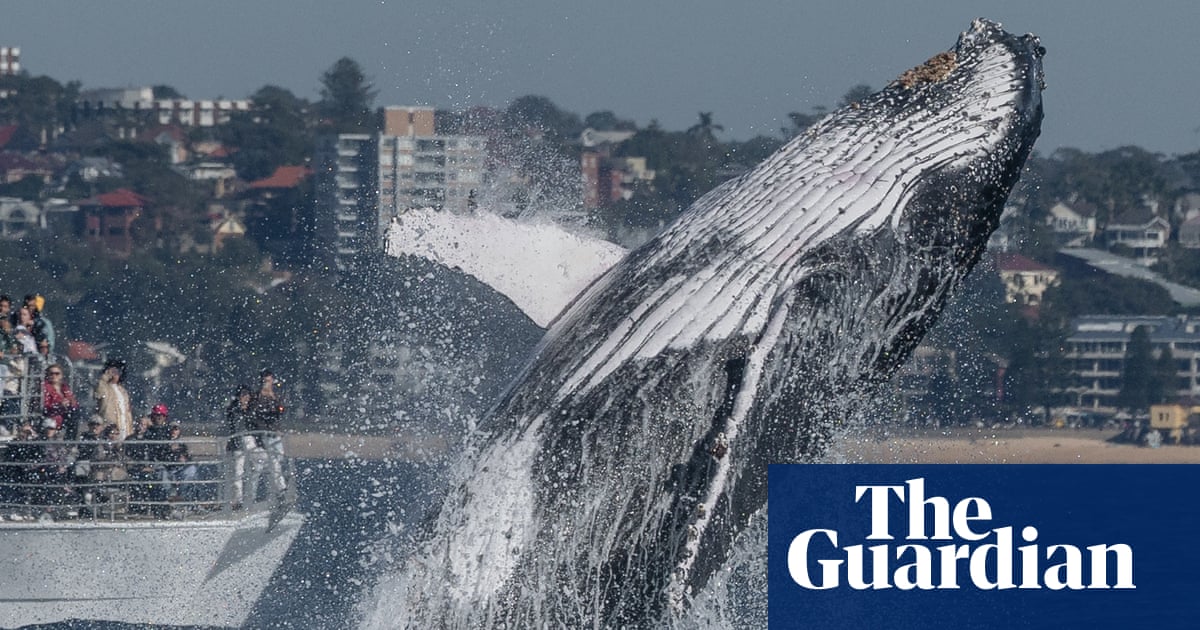Winter brings Australia's humpback highway' to life and peak hour is about to begin