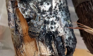 A Mesosa curculionoides beetle on a tree