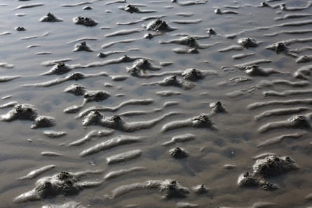 Coiled casts of sand above lugworm burrows, scattered across the sand at low tide.