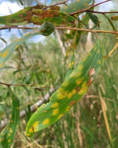 myrtle rust