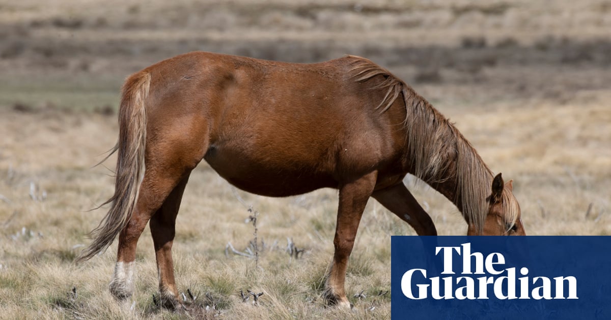More than 500 horses found dead at alleged illegal knackery near Wagga Wagga
