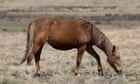 More than 500 horses found dead at alleged illegal knackery near Wagga Wagga