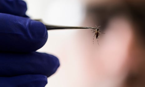 Researchers predict the risk of transmission of dengue fever, Zika and other mosquito-borne disease will rise as climate change alters weather patterns