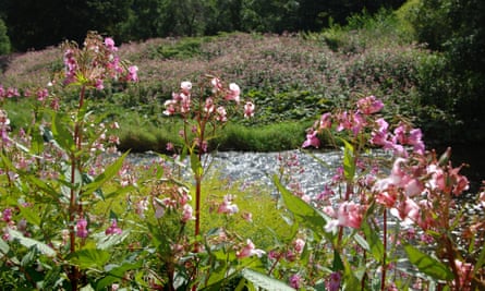 Plantwatch Pretty Weeds And Alien Space Invaders Invasive Species The Guardian