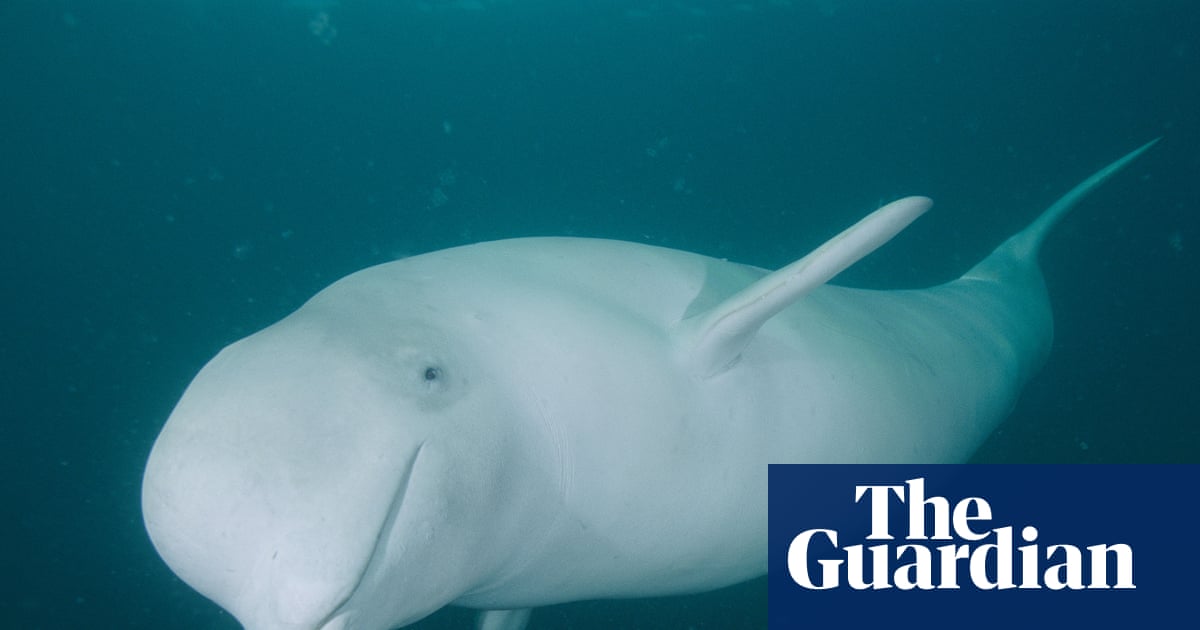 Could humans ever communicate with whales? - video