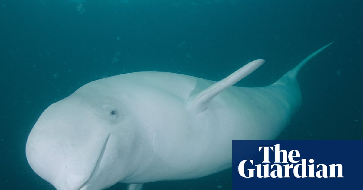 Could humans ever communicate with whales? - podcast