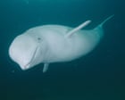 Clicks, grunts and squeals: the wonders of whale communication – podcast