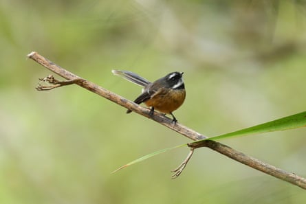 A pīwakawaka – New Zealand fantail – at Zealandia wildlife sanctuary in Wellington.