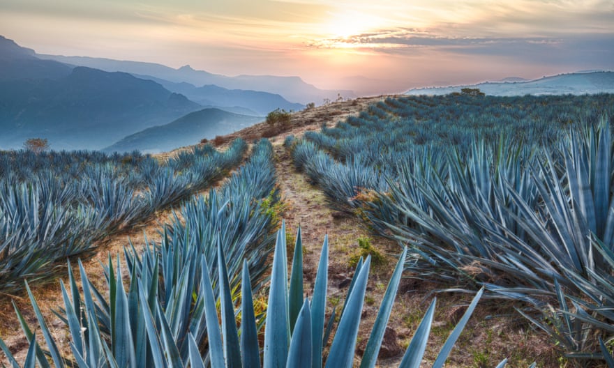 Field of blue agave cactus near Tequila.