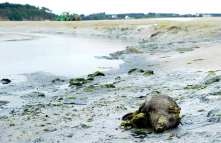 A dead wild boar lies in the bay of Saint-Brieuc on 26 July 2011.