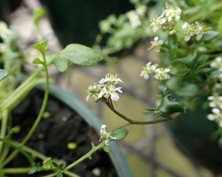 A small plant with white flowers