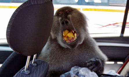 A baboon called Fred sits eating in the backseat of a car at Cape Point on the outskirts of Cape Town