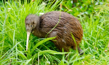A kiwi bird