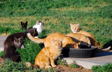 A group of cats, including four gingers, on a grassy lawn.