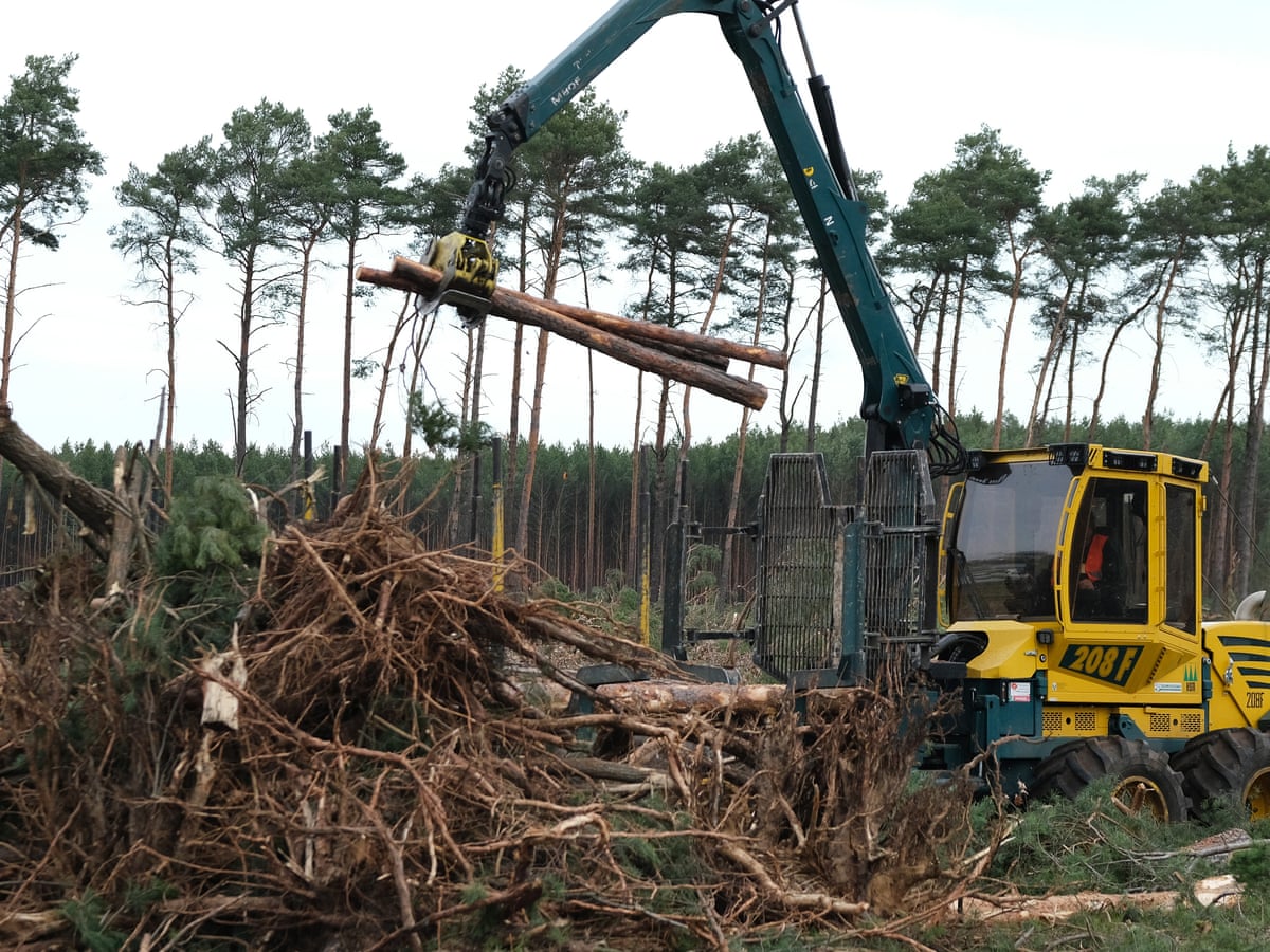 Climate Crisis Making World S Forests Shorter And Younger Study Finds Trees And Forests The Guardian