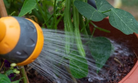 A hosepipe being used in a garden to water plants