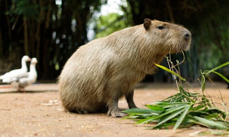 Capybara captured: rodent's brief taste of freedom comes to an end, Canada