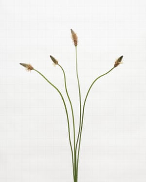 Flor silvestre Ribwort Plantain fotografada por Kathryn Martin