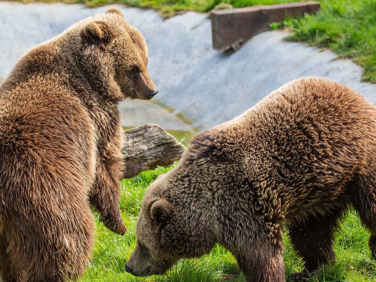 Vladimir Putin Fighting Bear vladimir-putin-fighting-bear