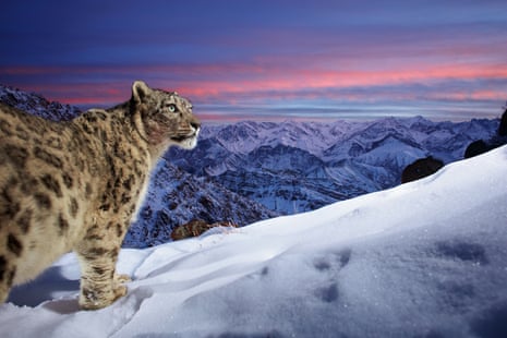 SNOW LEOPARDS PROTECTED BY BUDDHIST COMMUNITY