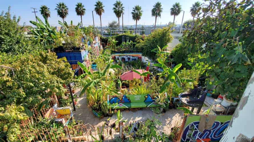 'Gangsta garden' in LA