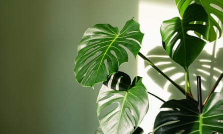 Monstera planten