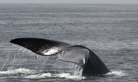 A right whale breaching.
