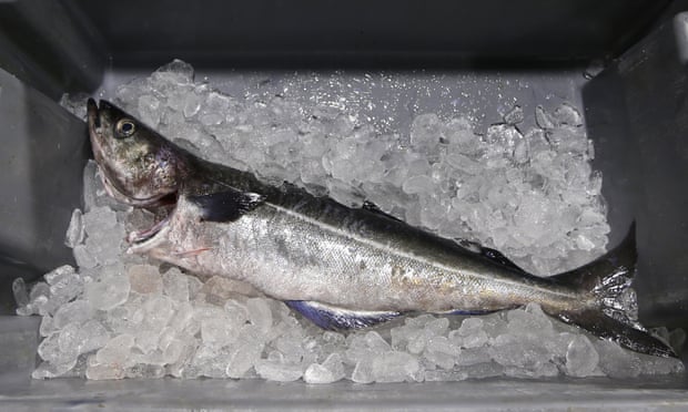City in China orders fish swabbed for Covid City in China orders fish swabbed for Covid
