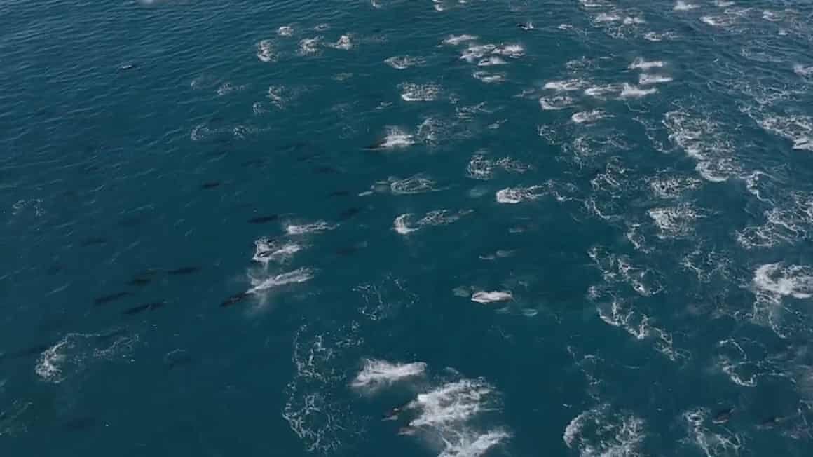 A ‘super pod’ of dolphins seen off the coast of California
