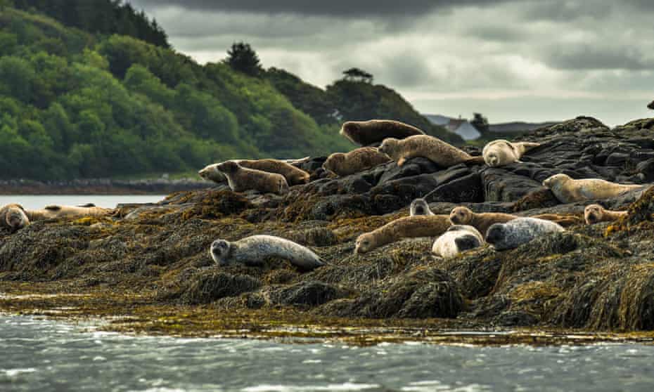 Seals on the Isle of Skye in Scotland