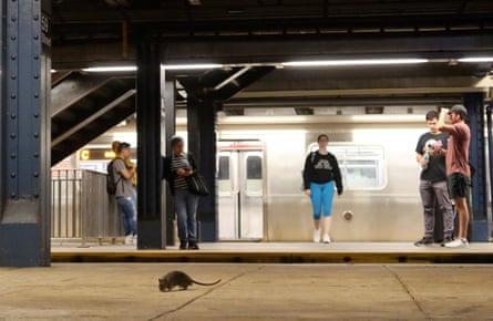 A rat on a subway platform in New York